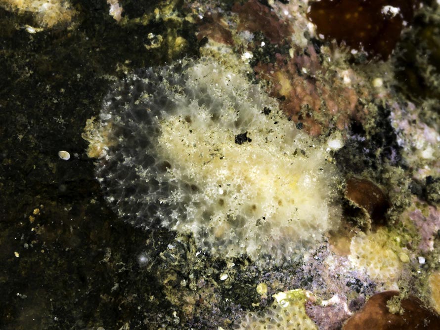 Thordisa sp. 2